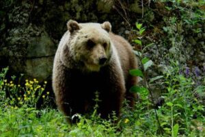 Trento, il Tar sospende abbattimento dell’orsa Jj4